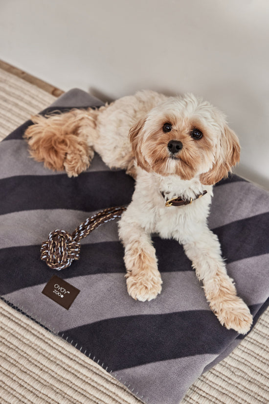 Load image into Gallery viewer, Otto Rope Dog Toy
