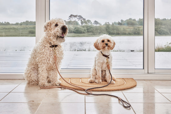 Perry Dog Lead - S/M