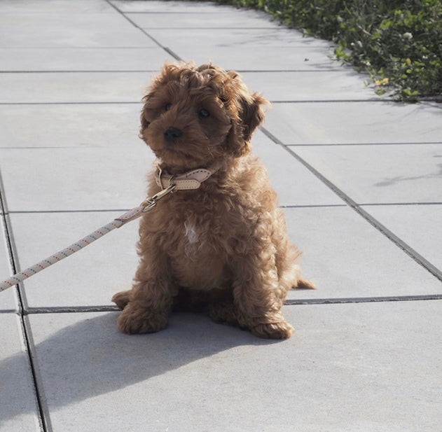 Perry Dog Lead - S/M