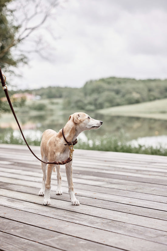 OYOY ZOO Robin Dog Collar - Medium Walk and Talk 309 Choko