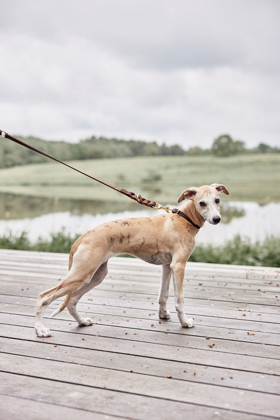 Load image into Gallery viewer, OYOY ZOO Robin Dog Collar - Medium Walk and Talk
